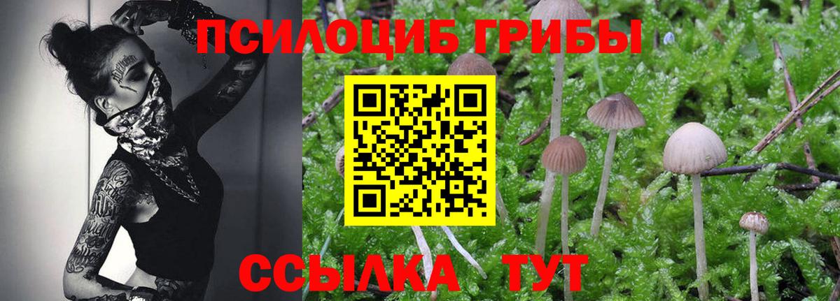 Псилоцибиновые грибы Psilocybine cubensis Тавда